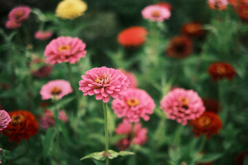 Obraz na płótnie Canvas Zinnia flowers on a background of greenery. Close up photo of the blooming buds with yellow stamens. Concept beautiful picture. Flowering on the beds theme. Wallpaper, poster.