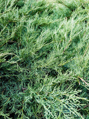 Green pine branches close up background 