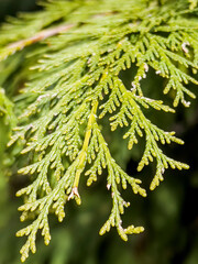 Green pine branches close up background 