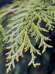 Green pine branches close up background 