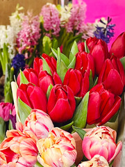 Fototapeta premium Beautiful red tulips bouquets in flowers shop