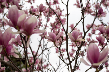 Beautiful light pink magnolia flowers on blue sky background