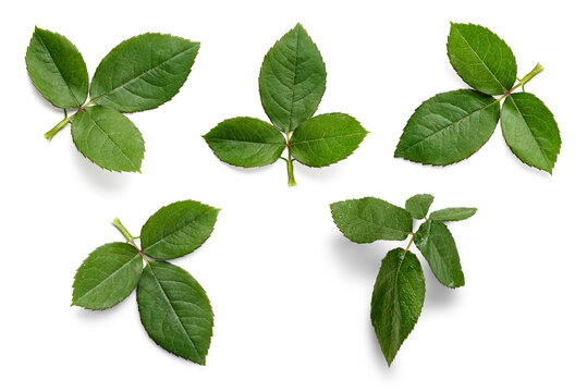 A collection of small rose leaf twigs with three leaves isolated against a white background.