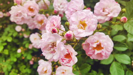 Close up of Pink Roses Bush. Roses Flowers Background 