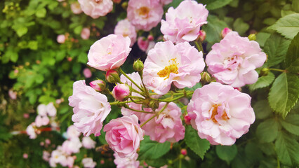 Close up of Pink Roses Bush. Roses Flowers Background 