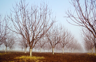 Cherry Trees Garden in the Spring  Morning with Fog . 