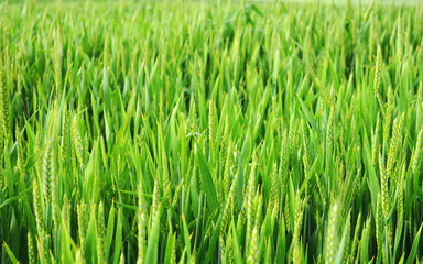 Obraz premium Green wheat field landscape . Close up 