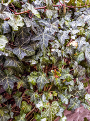 Common Ivy Hanging over Stone Wall .Green Leaves Background
