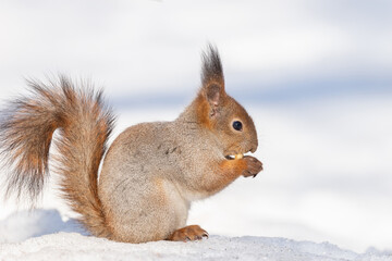 Naklejka na ściany i meble Red squirrel sitting on a tree branch in winter forest and nibbling seeds on snow covered trees background.