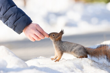 Red squirrel sitting on a tree branch in winter forest and nibbling seeds on snow covered trees background..