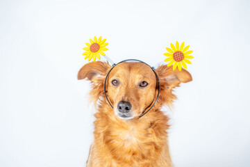 Close-up of a brown dog posing with flowers on his head, celebrating the arrival of spring.  With a neutral white background.