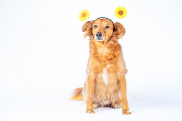 Dog posing with a flower cap, celebrating the arrival of spring. With a neutral white background.