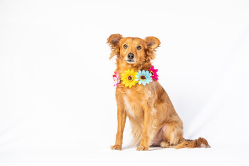 Brown dog posing facing front with flower collar, celebrating that spring is coming.  With a neutral white background.