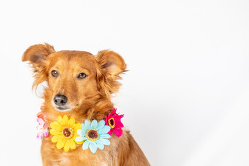 Cute brown dog posing with flower collar, happy because spring is coming.  With a neutral white background.