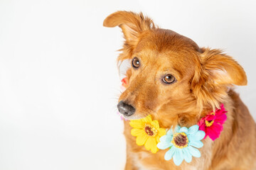 Dog in spring costume with a white background.