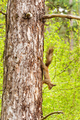 Red Squirrel on a tree trunk 
