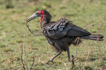 Southern Ground Hornbill