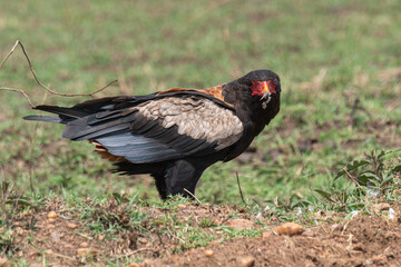 Bateleur eagle