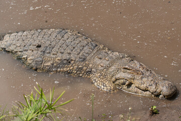 Crocodirle portrait