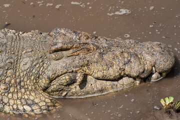 Crocodirle portrait