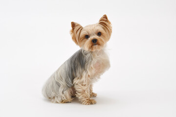 犬