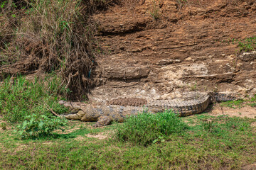 Crocodirle portrait