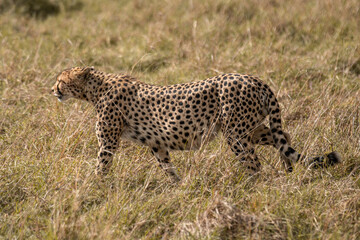 Cheetah