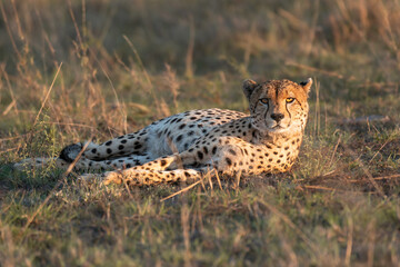 Cheetah