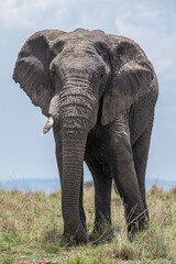 A herd of wild elephants walk through the savanna of Masai Mara National Park in Kenya, East Africa