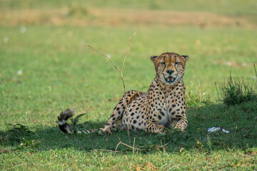 Cheetah