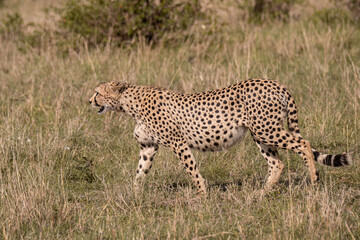 Cheetah