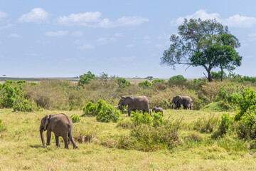 Fototapeta na wymiar A herd of wild elephants walk through the savanna of Masai Mara National Park in Kenya, East Africa
