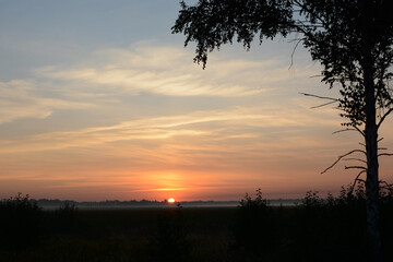 Dawn in the forest. Nature