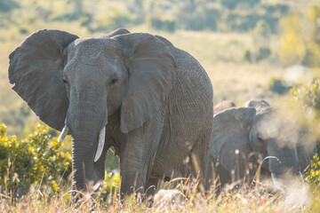 A herd of wild elephants walk through the savanna of Masai Mara National Park in Kenya, East Africa