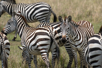 Fototapeta na wymiar Zebras in Masai Mara, Kenya, Africa
