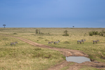 Landscape of Masai Mara National Park with a group of zembras crossing the road, Masai Mara National Park, Kenya, Africa