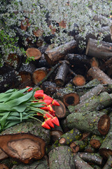 Red tulips on the wood