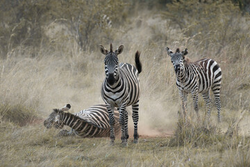 Fototapeta na wymiar Zebras in Masai Mara, Kenya, Africa