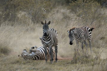 Zebras in Masai Mara, Kenya, Africa