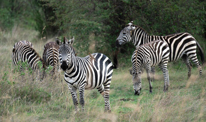 Zebras in Masai Mara, Kenya, Africa
