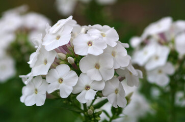 White blooming summer flowers. Macro