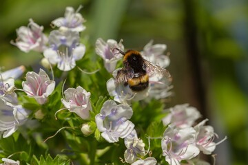 Xylocopa violacea ( Violet carpenter bee), taking nectar from a (Echium decaisnei), In Las Palmas de Gran Canaria, Spain, selective approach to the bumblebee.