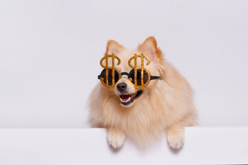 Portrait of cute puppy purebred pomeranian spitz
in funny glasses. Little smiling dog spitz on gray...