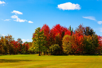 The green, red and yellow foliage