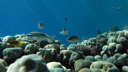 Butterfly fish on the Red Sea reef. 