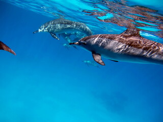 Dolphins. Spinner dolphin. Stenella longirostris is a small dolphin that lives in tropical coastal...