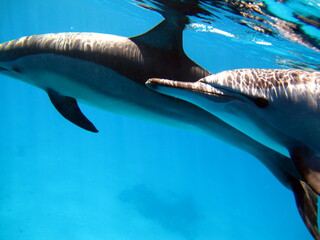 Dolphins. Spinner dolphin. Stenella longirostris is a small dolphin that lives in tropical coastal...