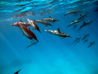 Obraz premium Dolphins. Spinner dolphin. Stenella longirostris is a small dolphin that lives in tropical coastal waters around the world. 