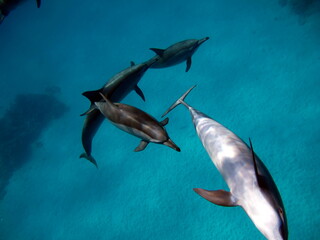 Dolphins. Spinner dolphin. Stenella longirostris is a small dolphin that lives in tropical coastal waters around the world. 