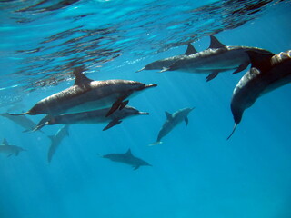 Fototapeta premium Dolphins. Spinner dolphin. Stenella longirostris is a small dolphin that lives in tropical coastal waters around the world. 